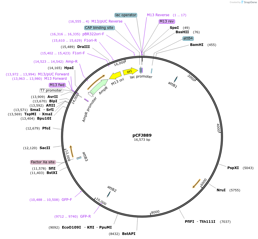 84826-plasmid-map-sequence-id-170318