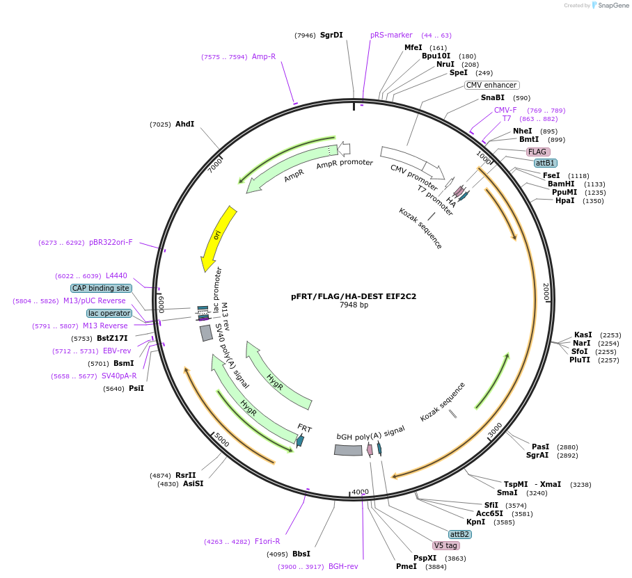 19888-plasmid-map-sequence-id-170408