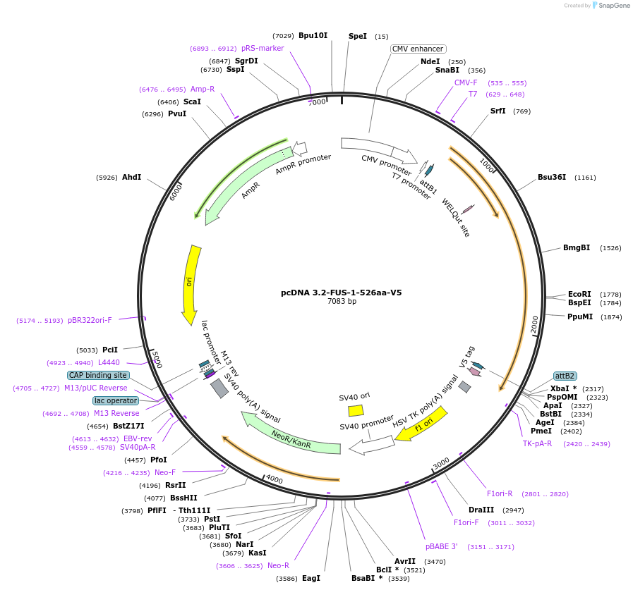 29609-plasmid-map-sequence-id-170451