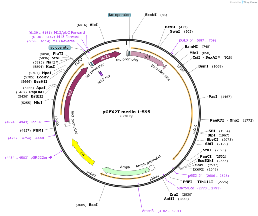 11629-plasmid-map-sequence-id-170452