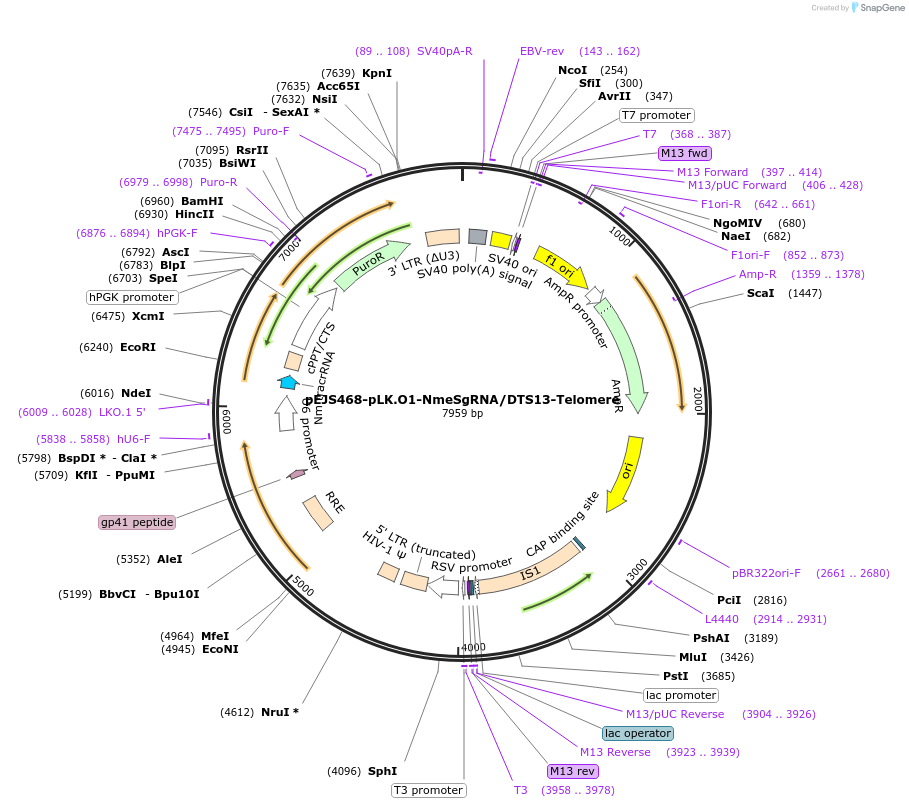85714-plasmid-map-sequence-id-170454