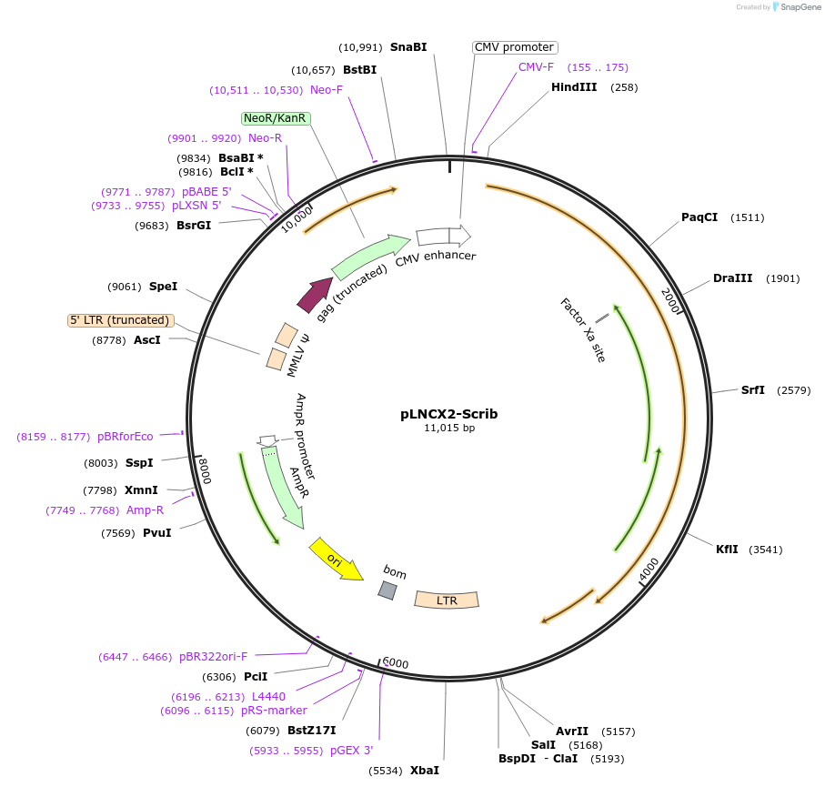 24600-plasmid-map-sequence-id-170461