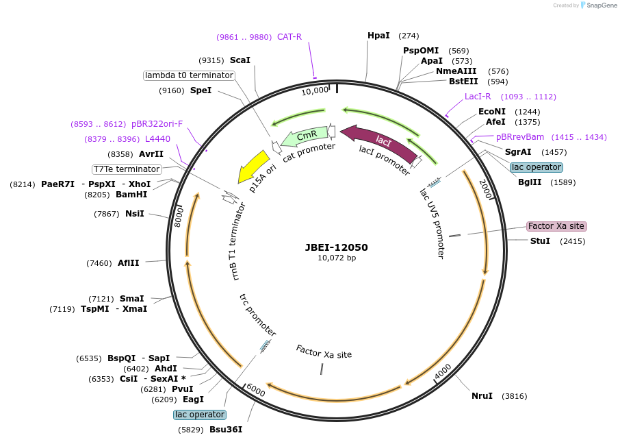 84982-plasmid-map-sequence-id-170475