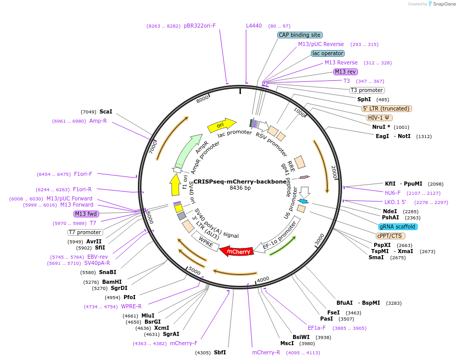 85708-plasmid-map-sequence-id-170481