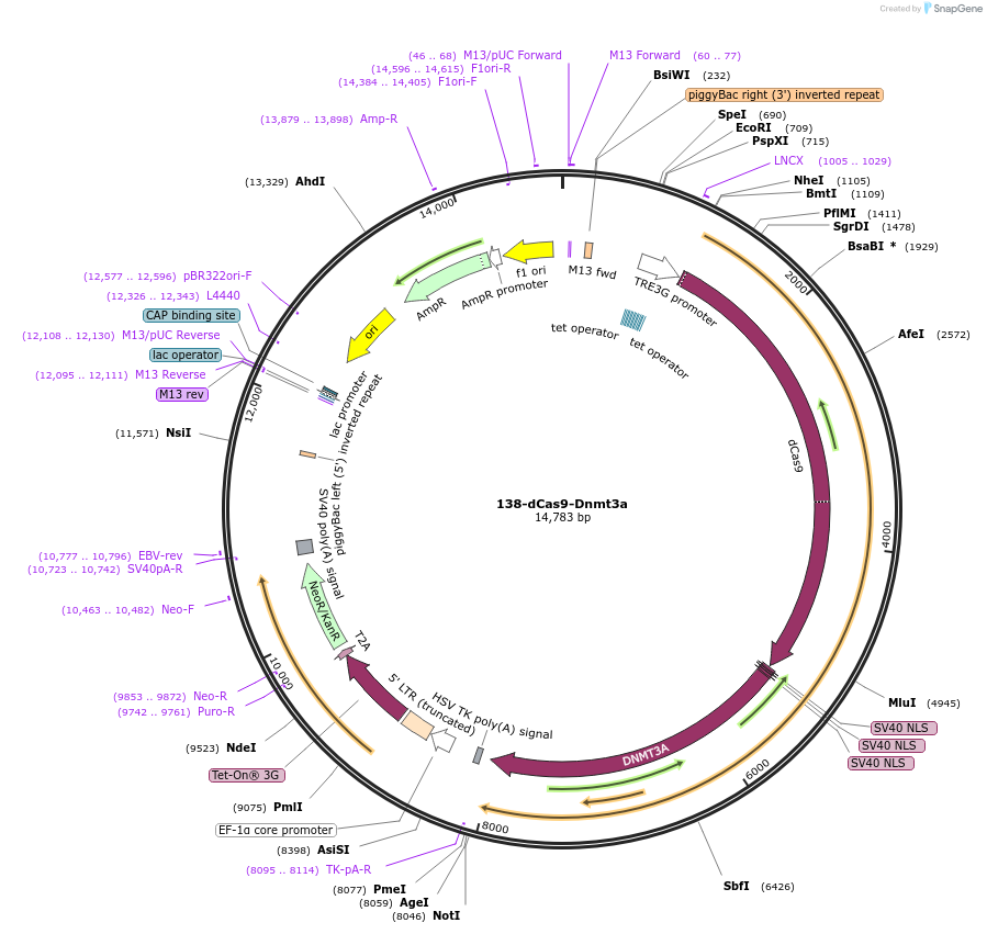 84570-plasmid-map-sequence-id-170486