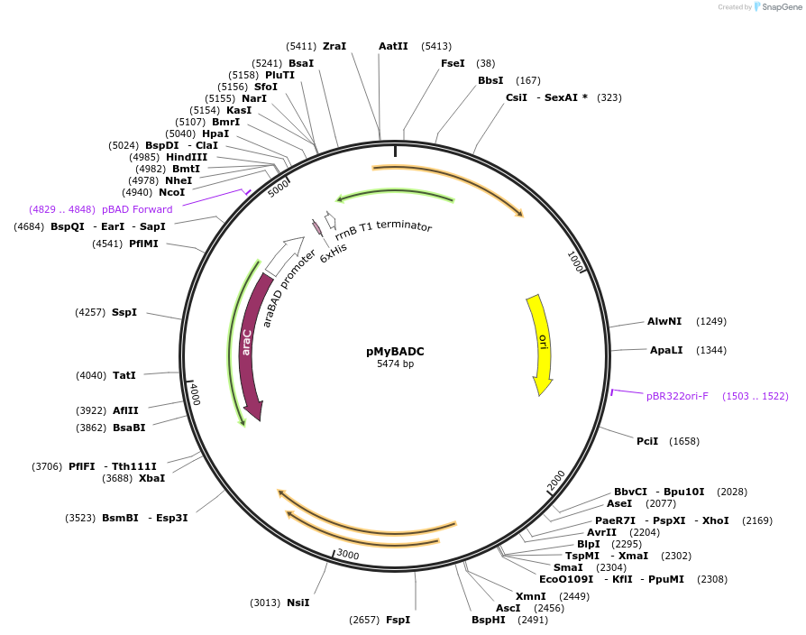 84688-plasmid-map-sequence-id-170491