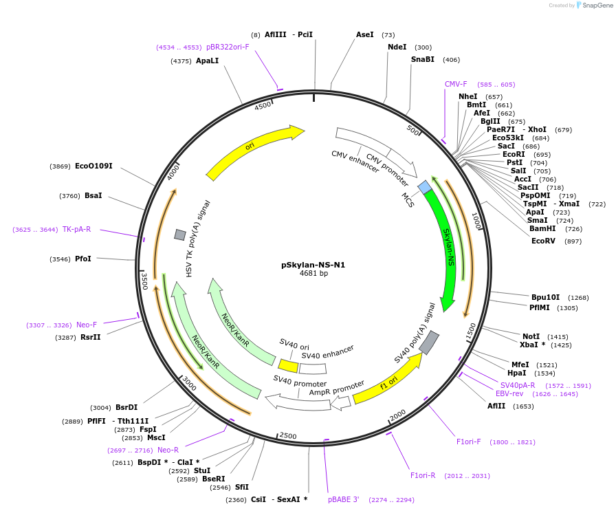 86785-plasmid-map-sequence-id-170495