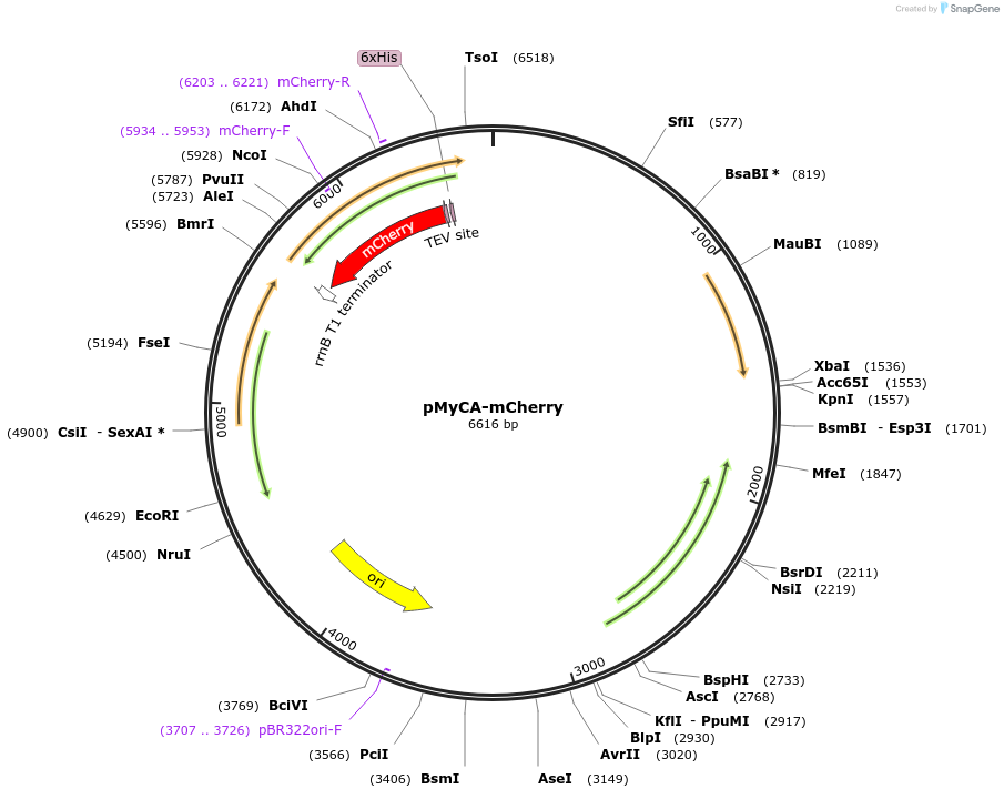 84272-plasmid-map-sequence-id-170498