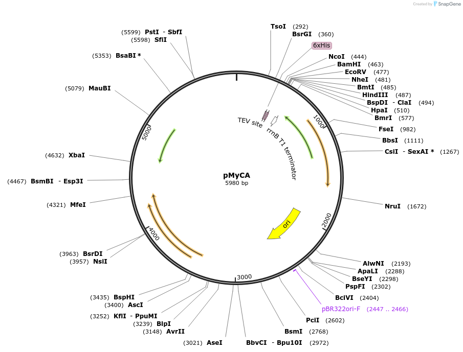 84268-plasmid-map-sequence-id-170499