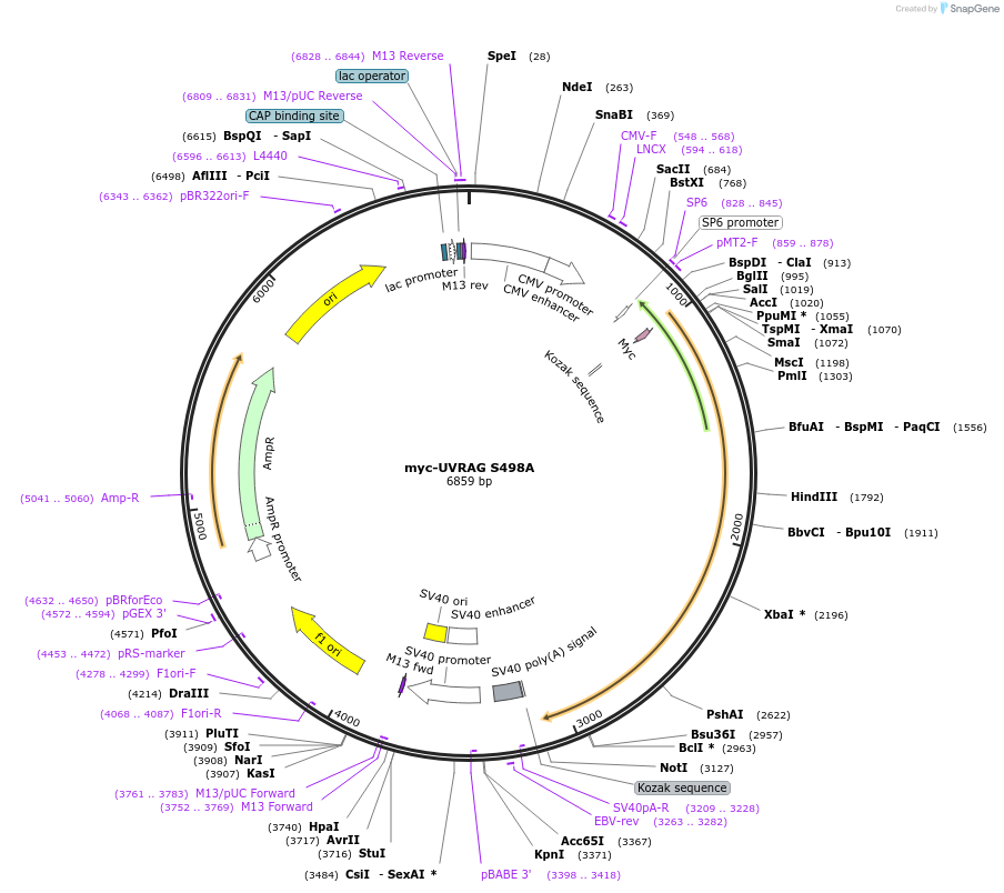 86737-plasmid-map-sequence-id-170502