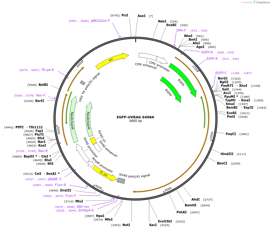 86741-plasmid-map-sequence-id-170505