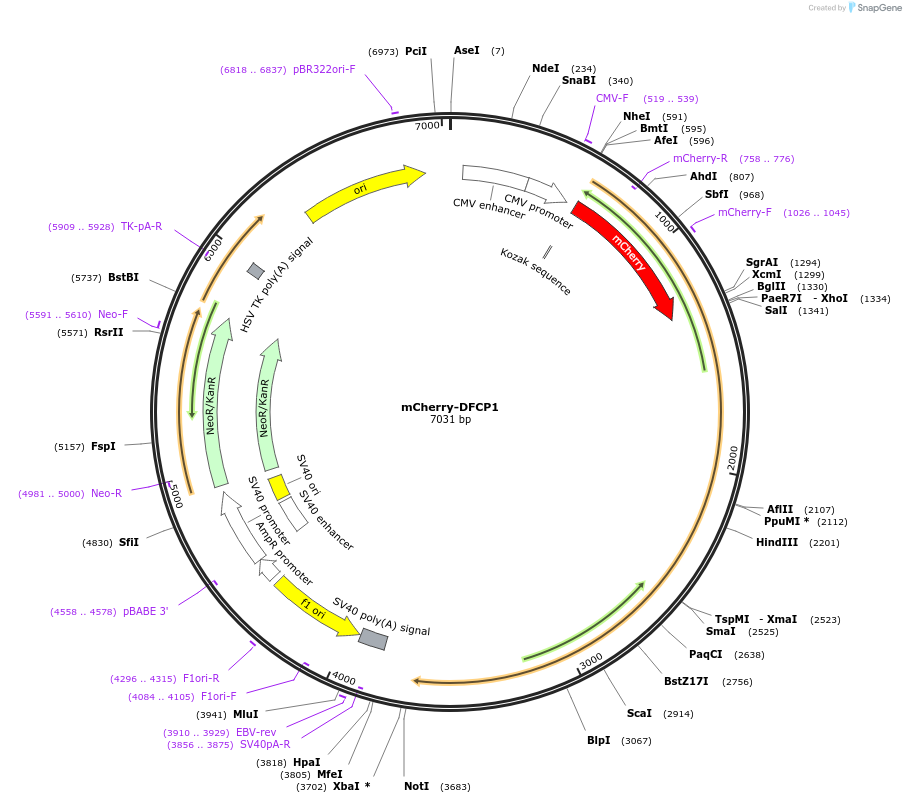86746-plasmid-map-sequence-id-170513