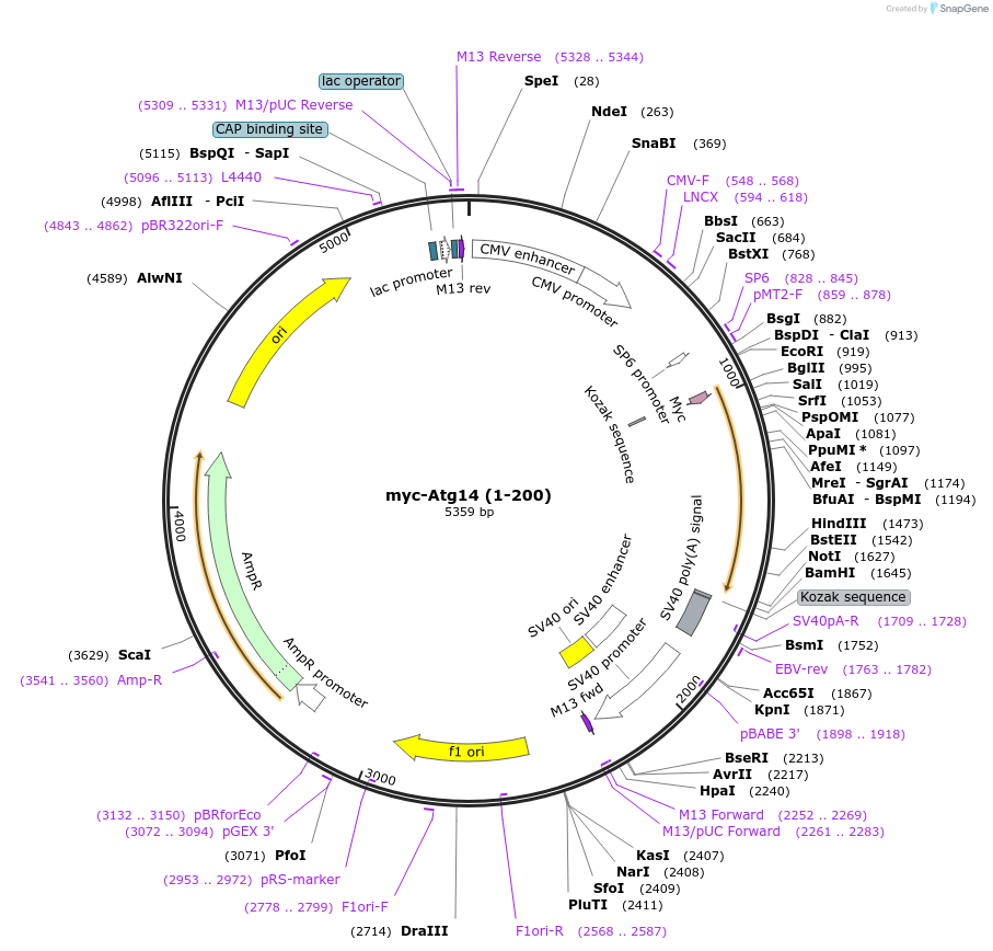 86750-plasmid-map-sequence-id-170517