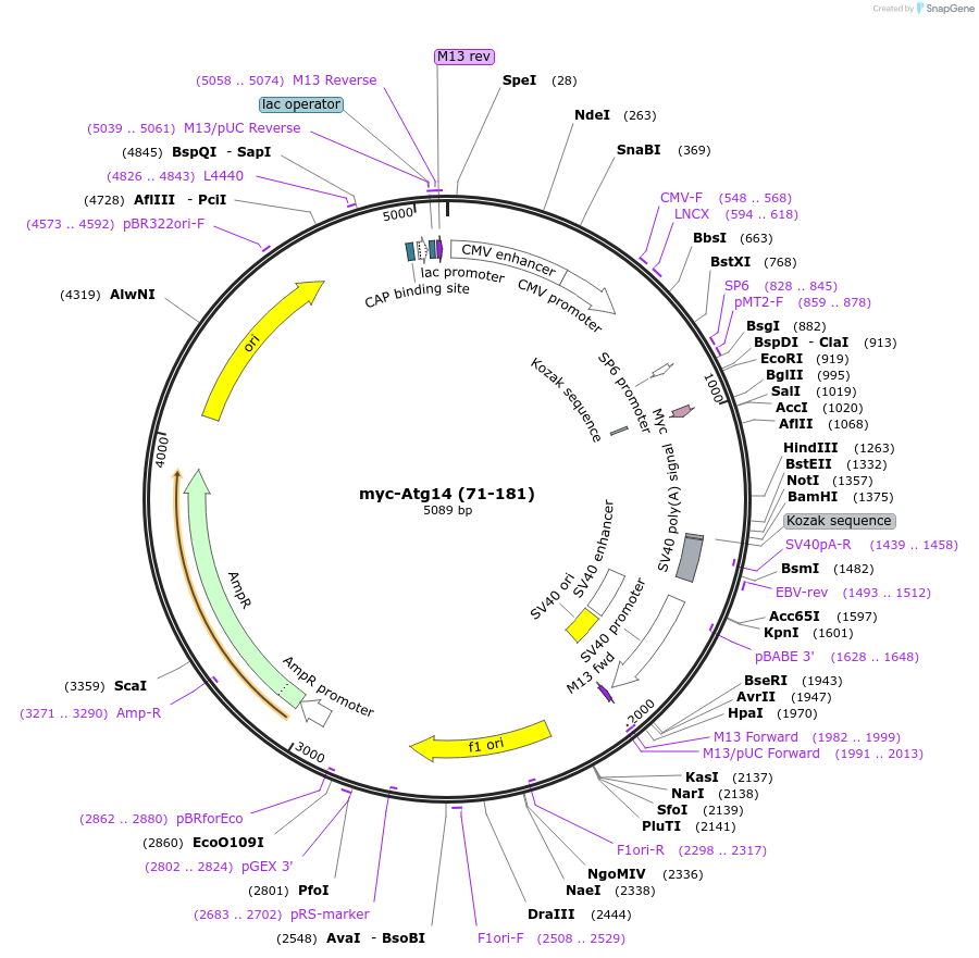 86753-plasmid-map-sequence-id-170520