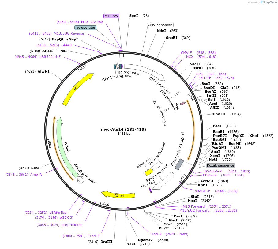 86754-plasmid-map-sequence-id-170521