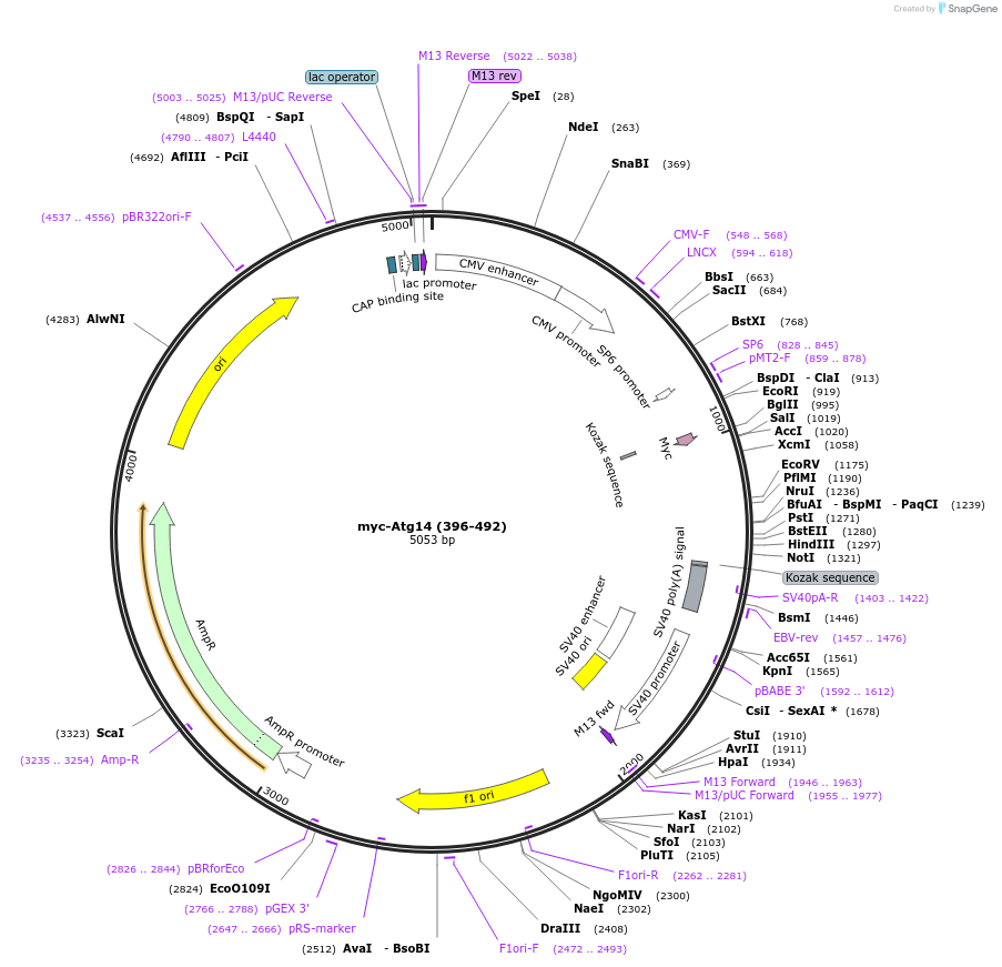 86755-plasmid-map-sequence-id-170522