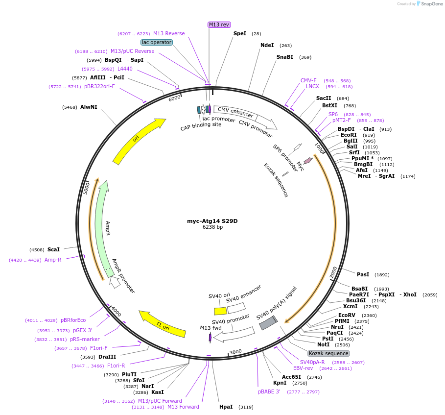 86757-plasmid-map-sequence-id-170525