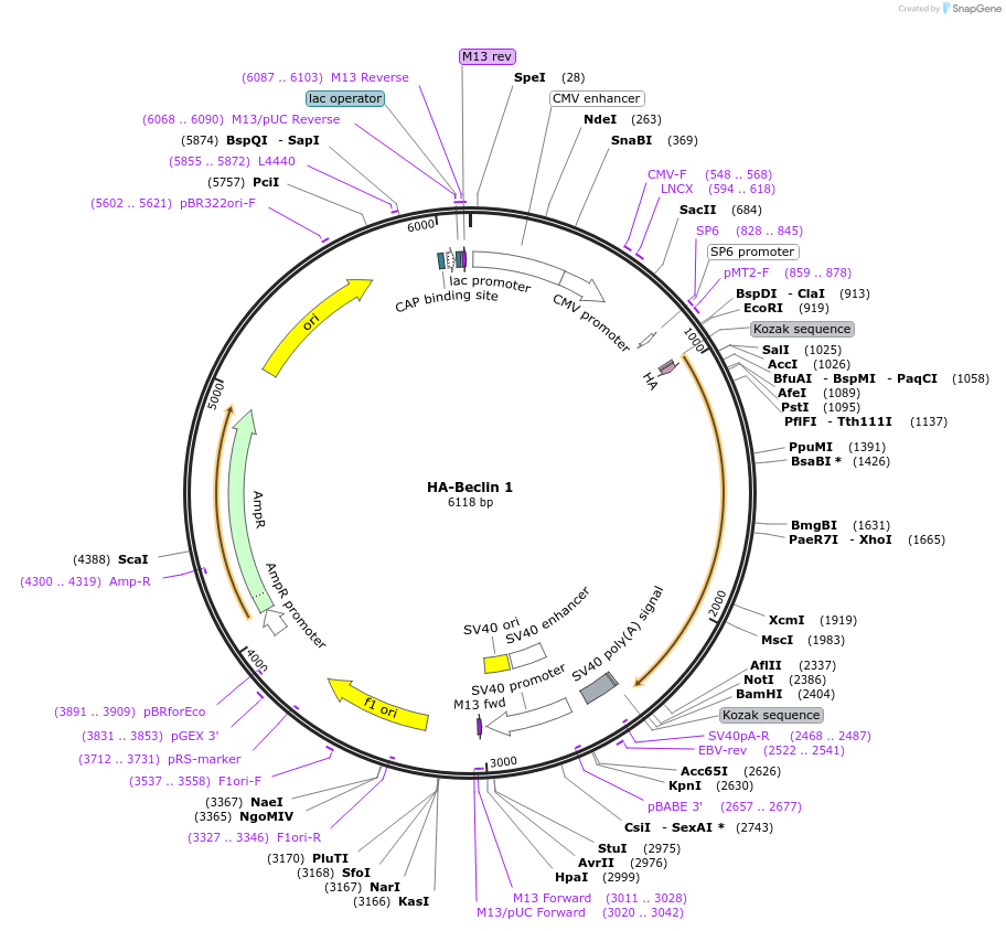 86748-plasmid-map-sequence-id-170526