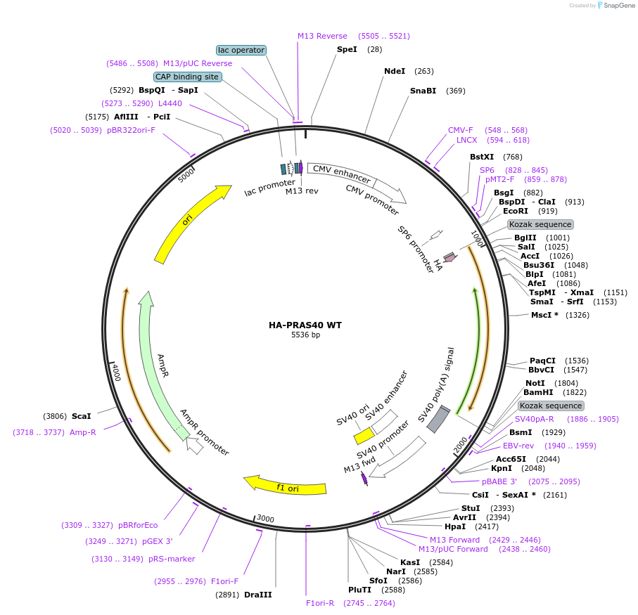 86758-plasmid-map-sequence-id-170528