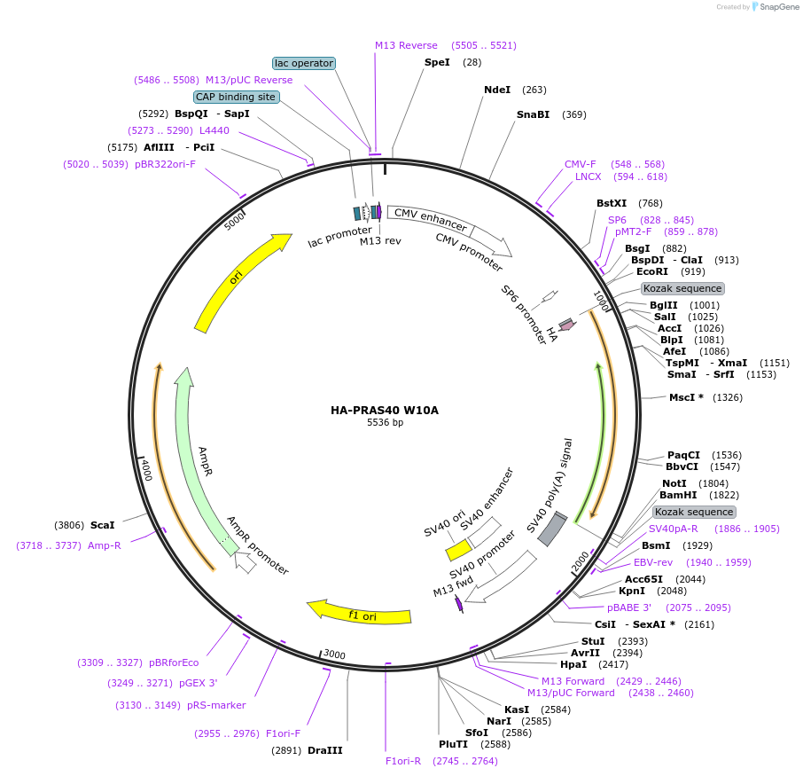 86761-plasmid-map-sequence-id-170531