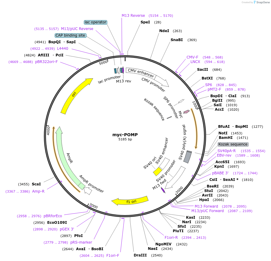 86764-plasmid-map-sequence-id-170534