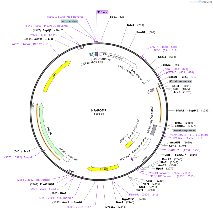 86765-plasmid-map-sequence-id-170535