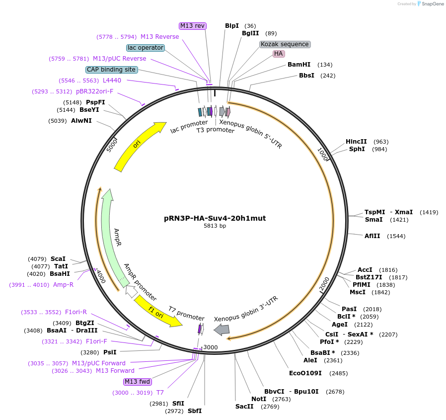 86690-plasmid-map-sequence-id-170539