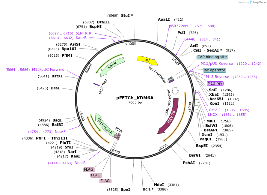 86265-plasmid-map-sequence-id-170543