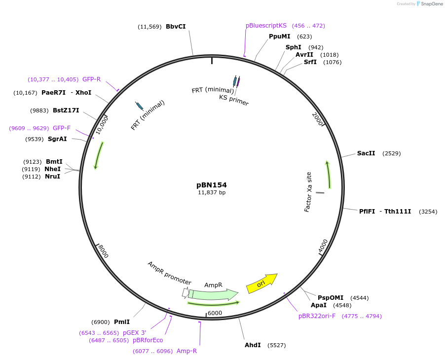 86718-plasmid-map-sequence-id-170553