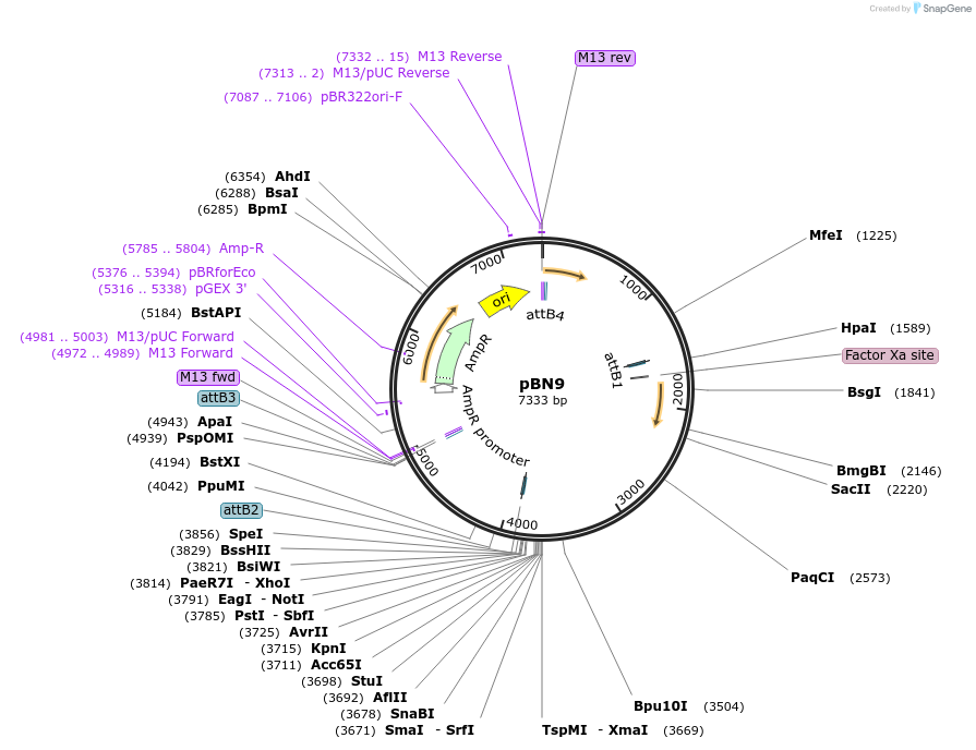 86712-plasmid-map-sequence-id-170556