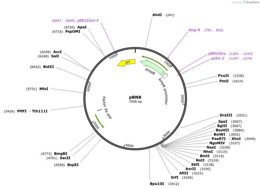 86711-plasmid-map-sequence-id-170557