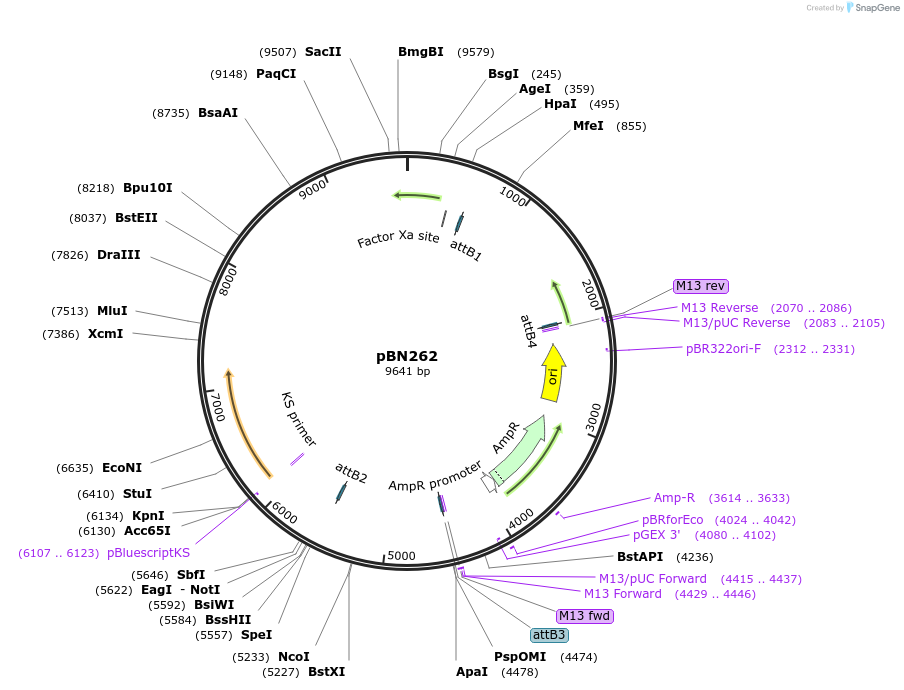 86720-plasmid-map-sequence-id-170558