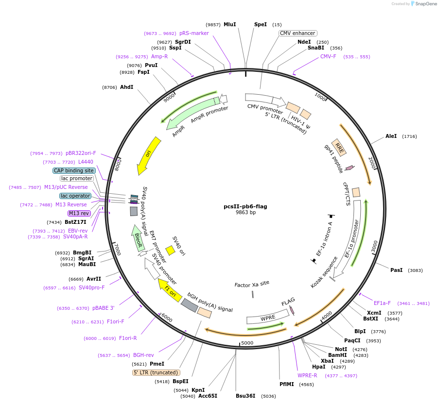 86770-plasmid-map-sequence-id-170560