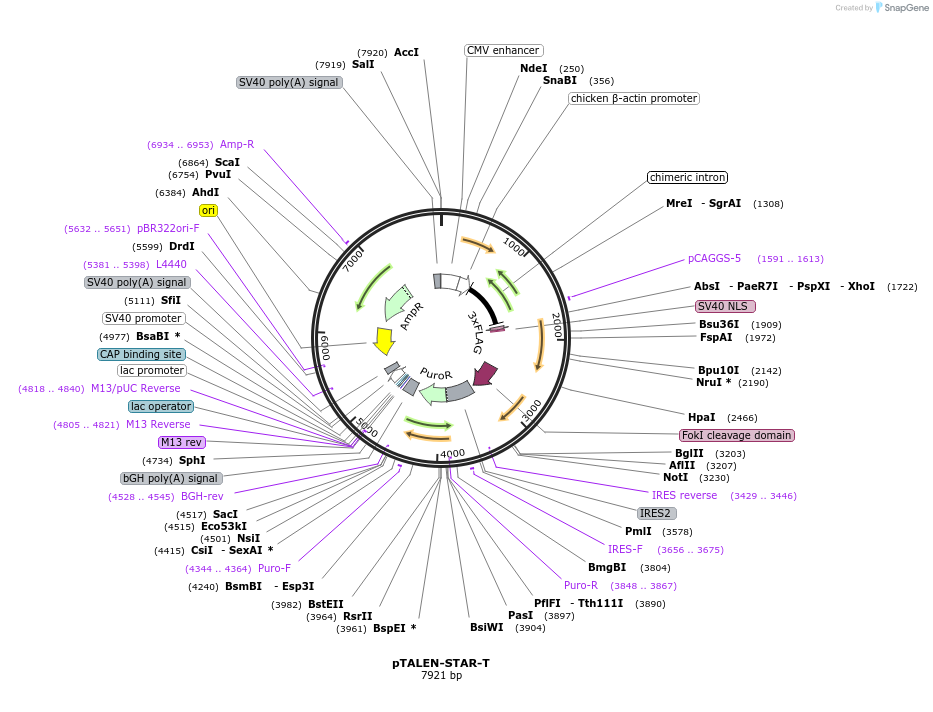 87522-plasmid-map-sequence-id-170693