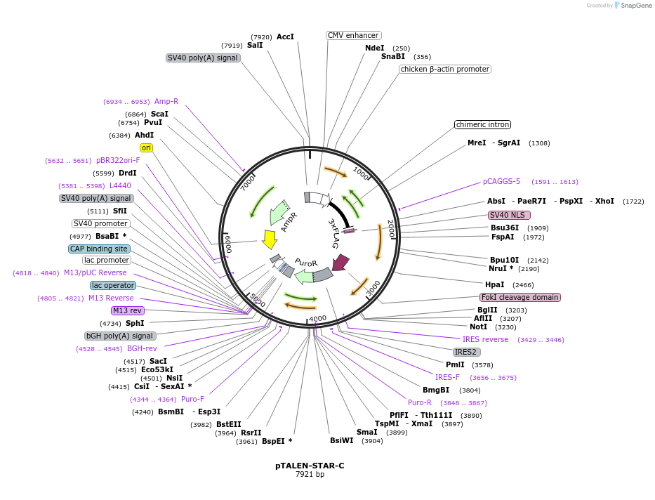87524-plasmid-map-sequence-id-170699