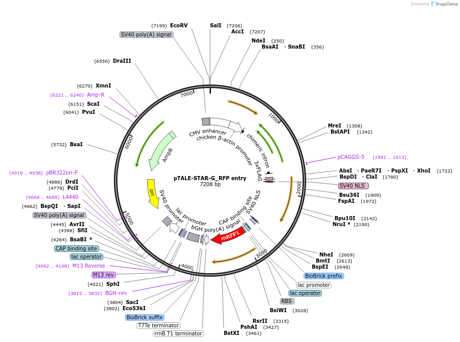 87529-plasmid-map-sequence-id-170714