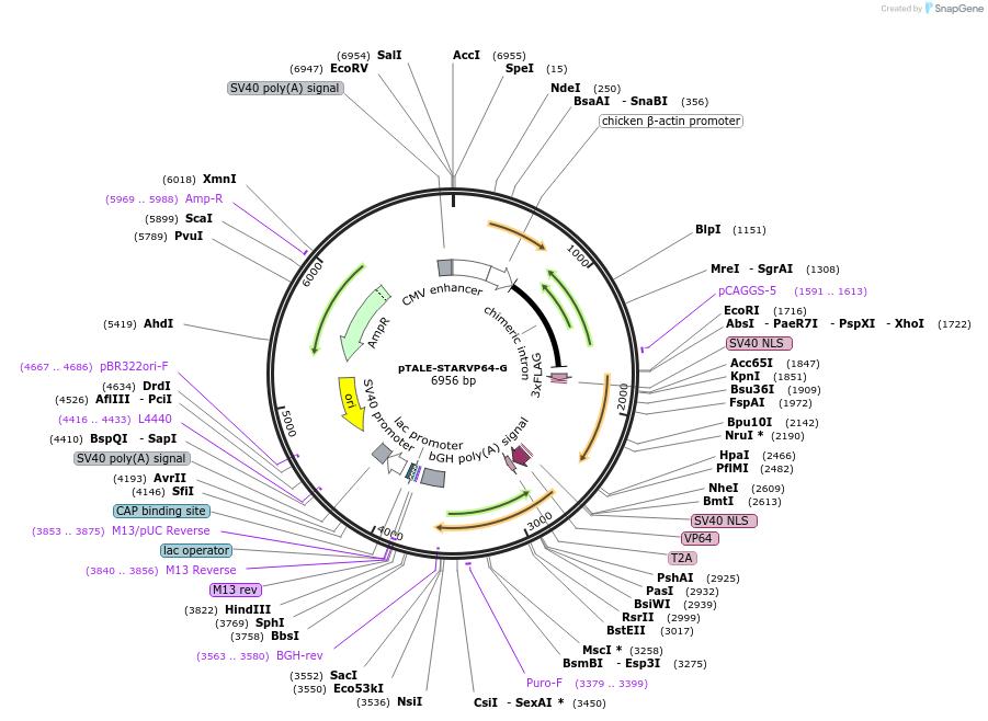 87533-plasmid-map-sequence-id-170726