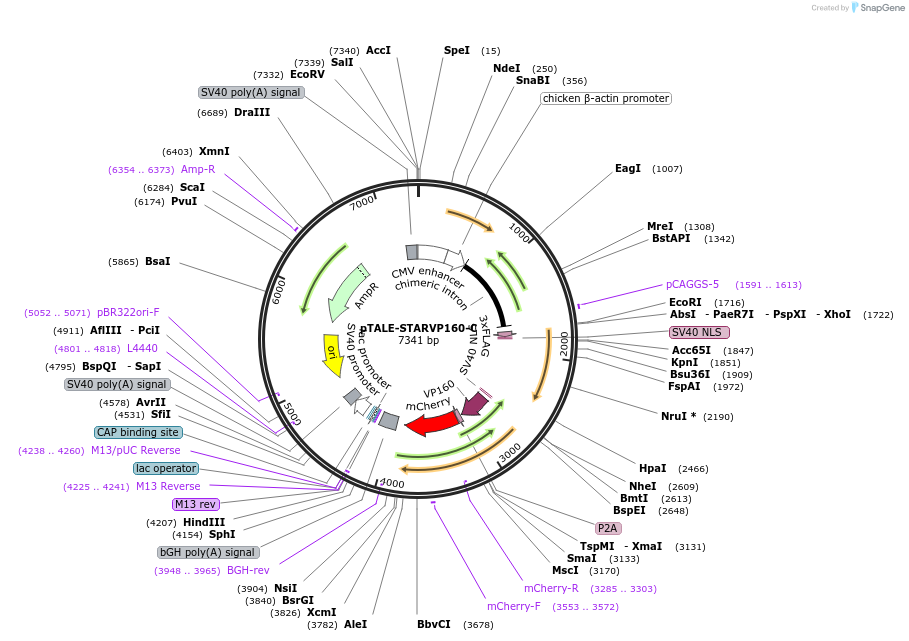 87536-plasmid-map-sequence-id-170735