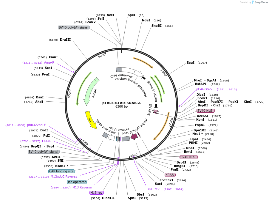87539-plasmid-map-sequence-id-170744
