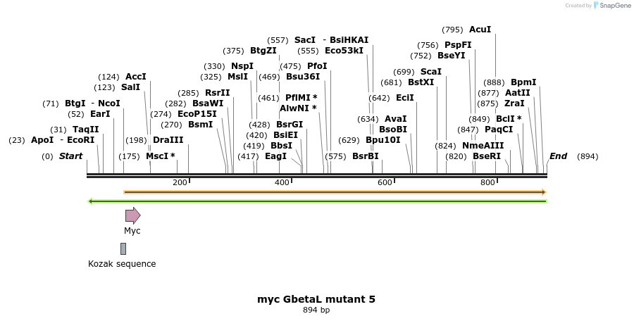17075_map