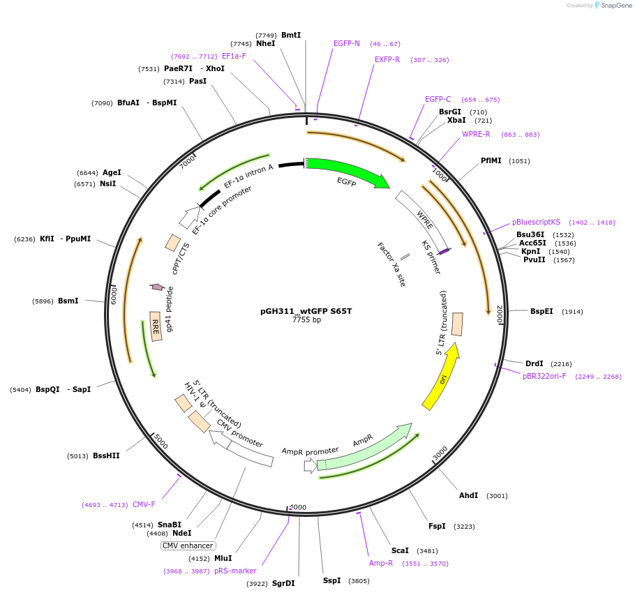 85408-plasmid-map-sequence-id-170765