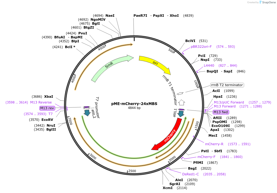 86242-plasmid-map-sequence-id-170767