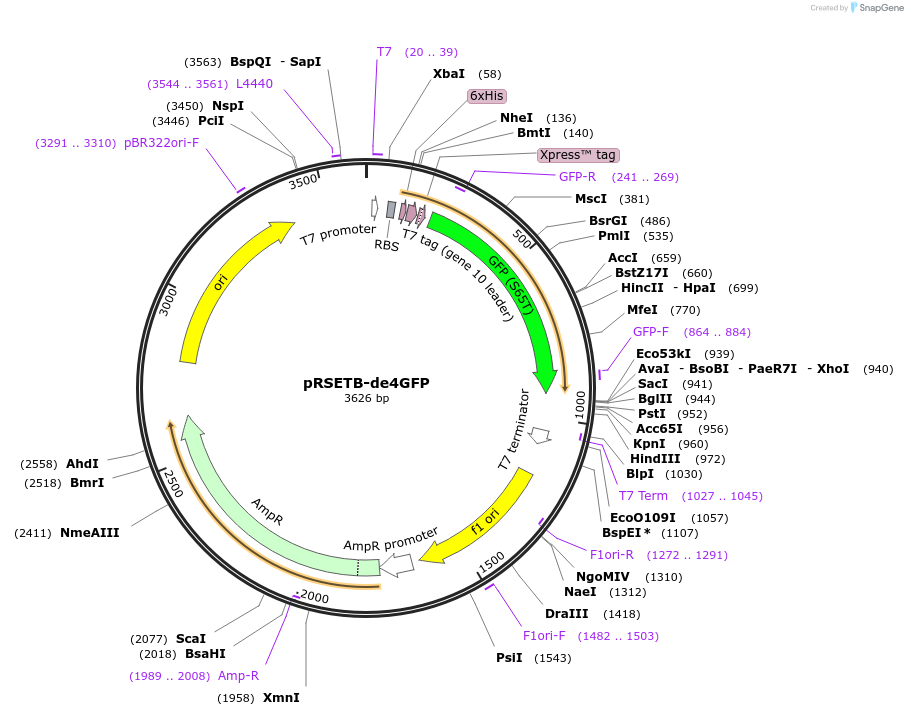 85472-plasmid-map-sequence-id-170770