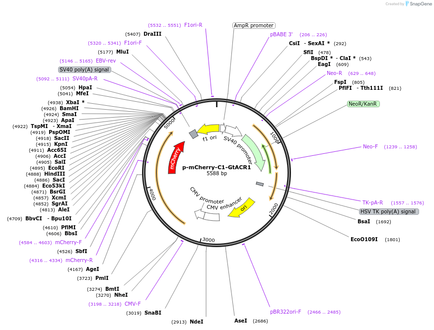 85464-plasmid-map-sequence-id-170772