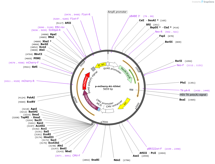 85467-plasmid-map-sequence-id-170773
