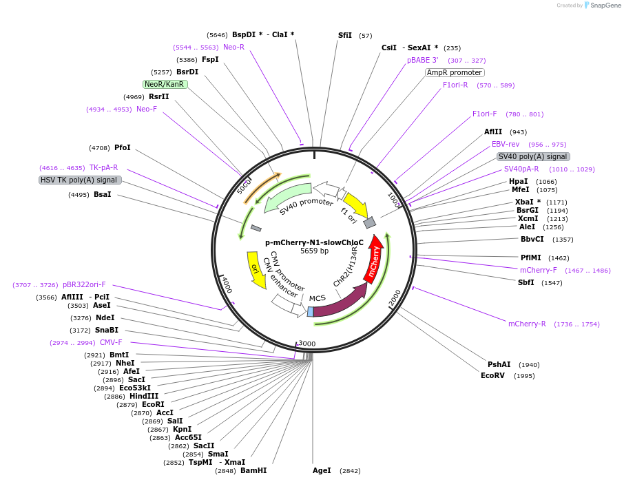 85462-plasmid-map-sequence-id-170775