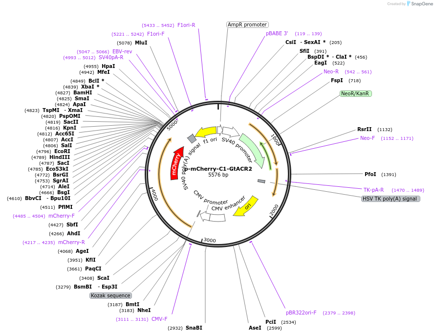 85463-plasmid-map-sequence-id-170777