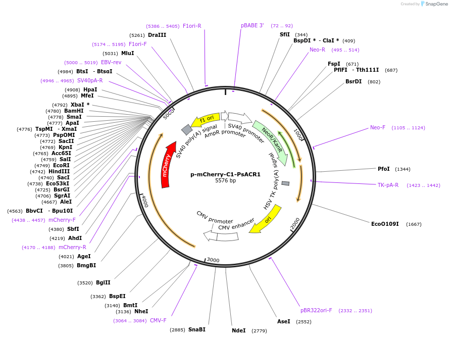 85465-plasmid-map-sequence-id-170779