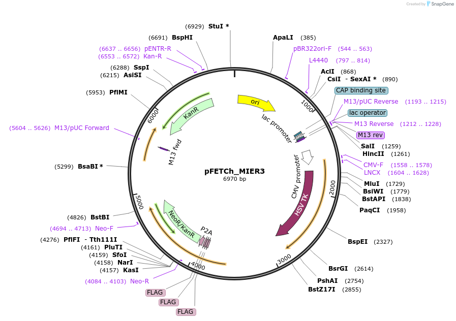 86274-plasmid-map-sequence-id-170780