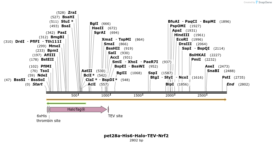 170784_map